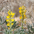 Gele lupine